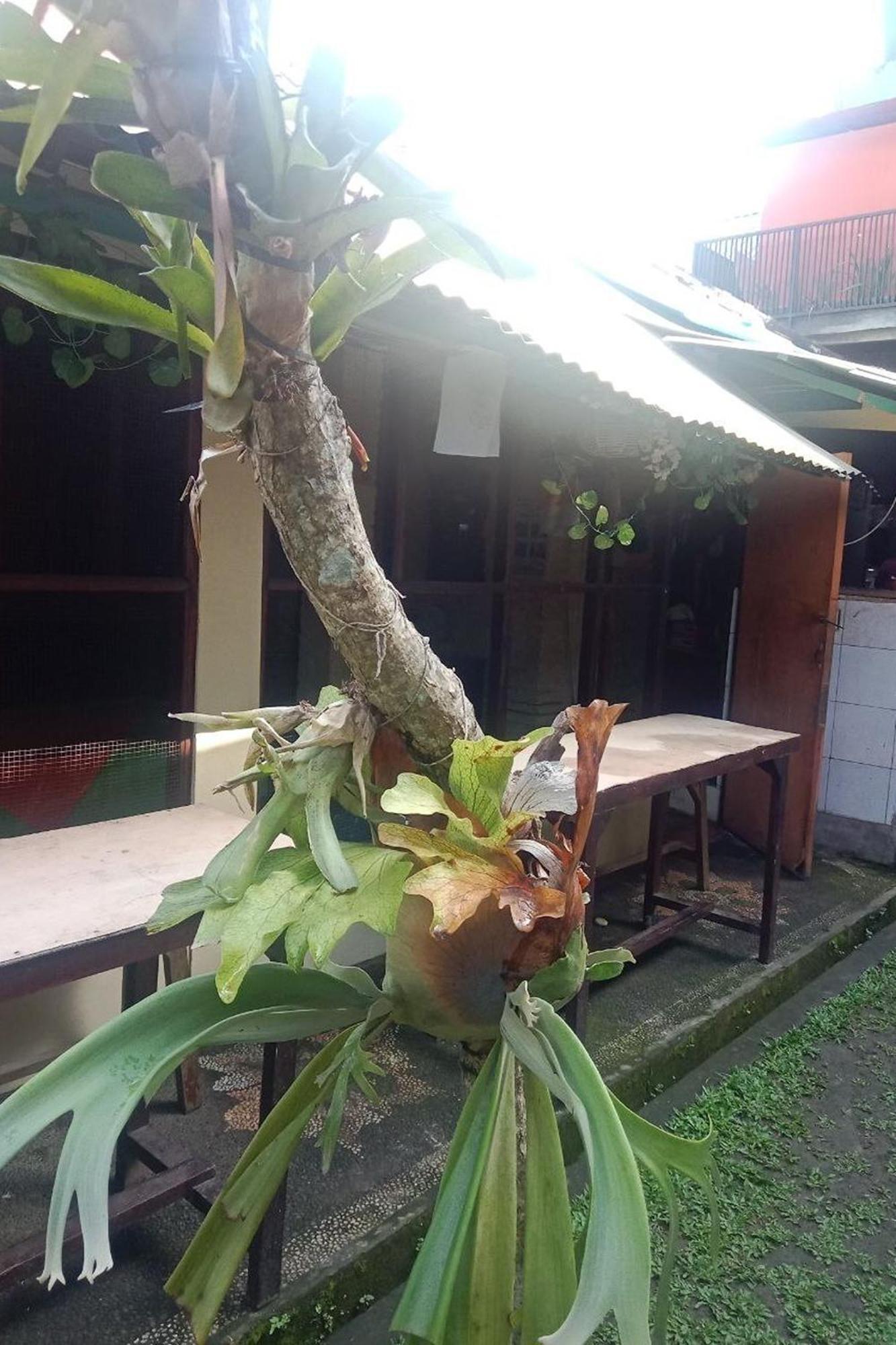 Downtown Monkey Forest Hostel Ubud Exterior foto